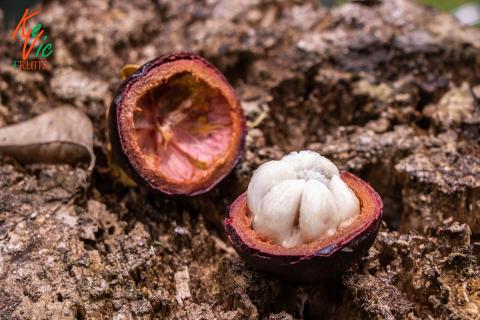 Mangosteen